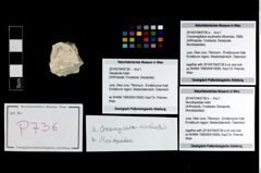 Foto (Objekt + Etikett) von Cracensigillatus acutirostris (Moericke, 1889)  (NHMW-GEO-2014-0194-0736a)